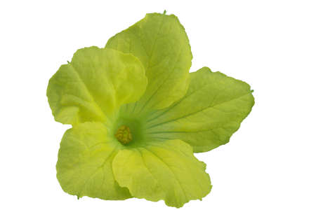Melon flower isolated on white. Very detailedの写真素材