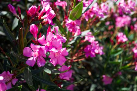 Beautiful many bright flower rhododendron close up, holiday gift flowersの写真素材