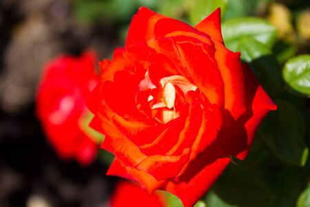 Beautiful bright rose flower close up, holiday gift flowersの写真素材
