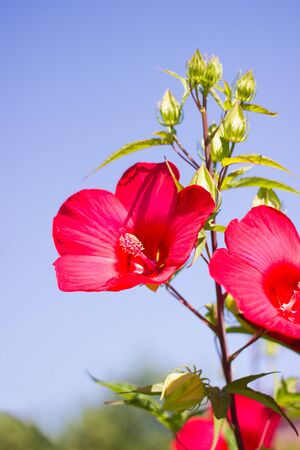 Beautiful scarlet hibiscus close up, flower holiday giftの写真素材