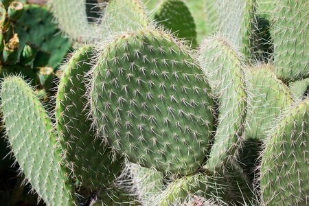 Texture green prickly cacti close up, beautiful backgroundの写真素材