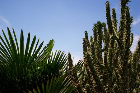 Texture green prickly cacti close up against the sky, beautiful backgroundの写真素材