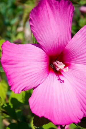 Beautiful scarlet hibiscus close up, flower holiday giftの写真素材