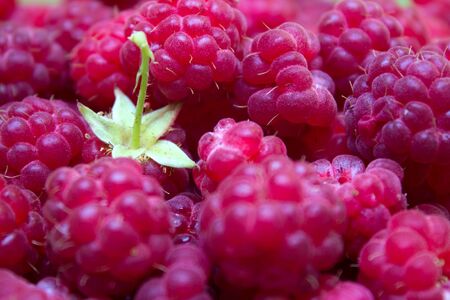 Ripe and beautiful raspberries - texture and backgroundの写真素材
