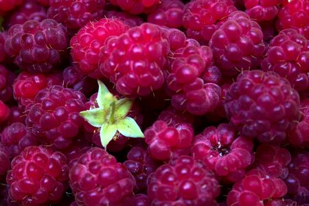 Ripe and beautiful raspberries - texture and backgroundの写真素材