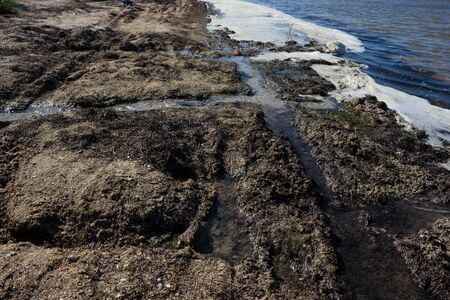 Polluted shore waters - extinction and disease in worldの写真素材