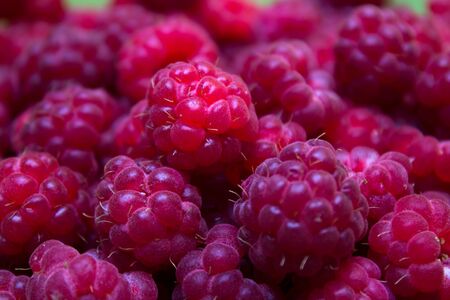 Ripe and beautiful raspberries - texture and backgroundの写真素材