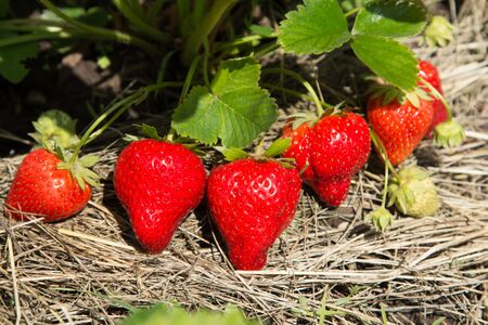 Red and ripe strawberries in the garden - summer photoの写真素材