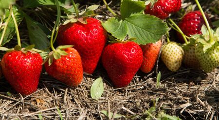 Red and ripe strawberries in the garden - summer photoの写真素材