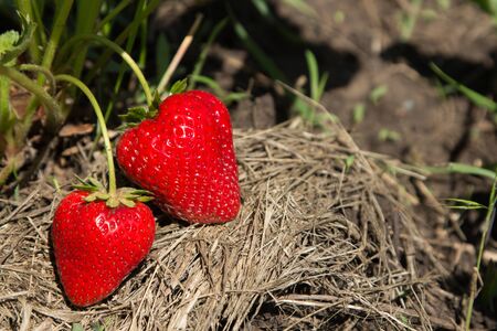 Red and ripe strawberries in the garden - summer photoの写真素材