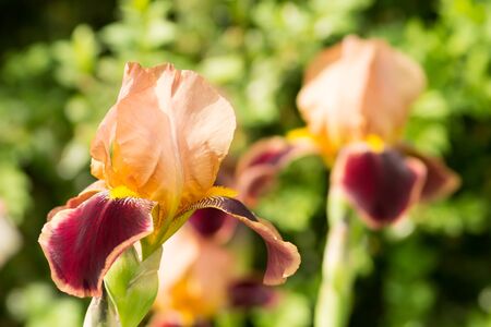 Beautiful orange flower iris in summerの写真素材