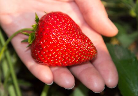 Big red and ripe strawberry in hand on a bed, garden - summer photoの写真素材