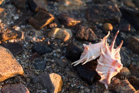 Beautiful seashells at the seashore among the stonesの写真素材