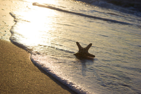 Starfish on the sand background Sea sunrise, beach sunrise horizon wave