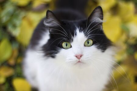 Black and white kitty in nature against a background of yellow apricot leaves on the ground - autumn outdoorsの写真素材