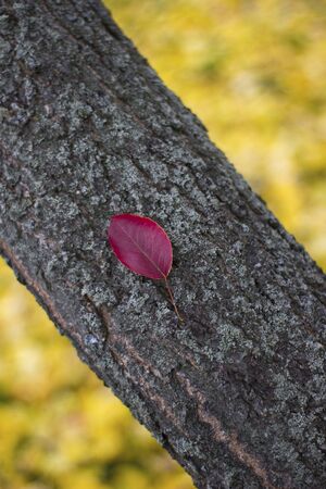 Beautiful leaf on a tree trunk - nature outdoors closeup, place for an inscriptionの写真素材