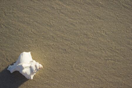Seashells on the sand sunrise background sea, horizon beach dawn waveの写真素材