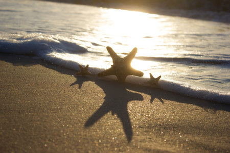 Starfish on the sand background Sea sunrise, beach sunrise horizon wave
