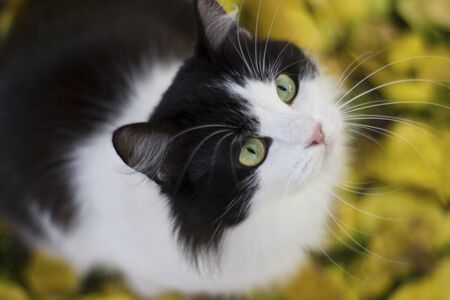 Black and white kitty in nature against a background of yellow apricot leaves on the ground - autumn outdoorsの写真素材