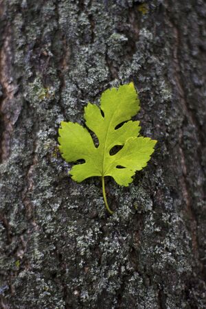 Beautiful leaf on a tree trunk - nature outdoors closeup, place for an inscriptionの写真素材