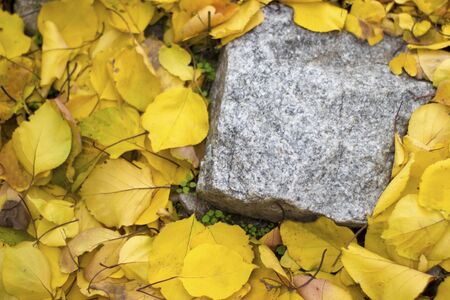 Yellow apricot leaves on the ground around a granite stone - autumn outdoorsの写真素材