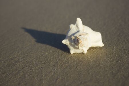 Seashells on the sand sunrise background sea, horizon beach dawn waveの写真素材