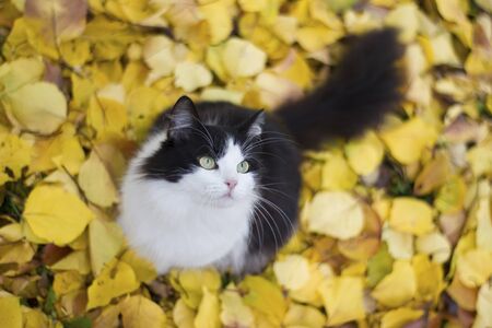 Black and white kitty in nature against a background of yellow apricot leaves on the ground - autumn outdoorsの写真素材