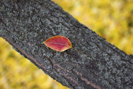 Beautiful leaf on a tree trunk - nature outdoors closeup, place for an inscriptionの写真素材