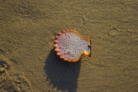 Seashells on the sand sunrise background sea, horizon beach dawn wave