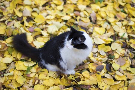 Black and white kitty in nature against a background of yellow apricot leaves on the ground - autumn outdoorsの写真素材