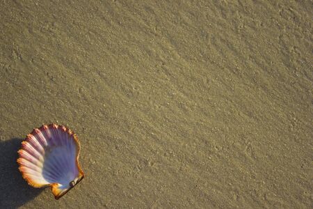 Seashells on the sand sunrise background sea, horizon beach dawn waveの写真素材