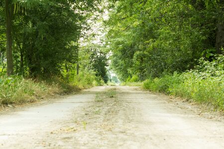 Dirt road with prospect into the distance through the treesの写真素材
