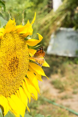 Yellow butterfly on a flower sunflower, close-upの写真素材