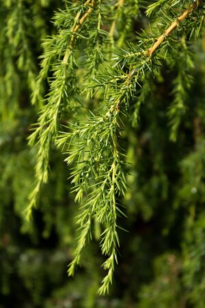 Green juniper branch, summerの写真素材