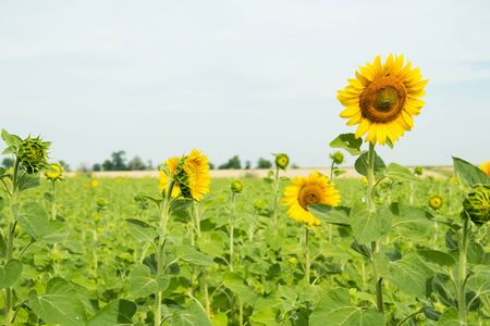 Beautiful sunflowers on the background Field of sunflowersの写真素材