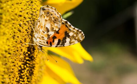 Yellow butterfly on a flower sunflower, close-upの写真素材