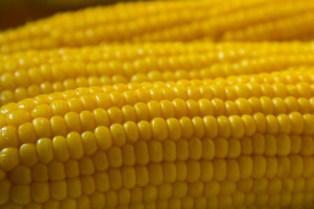 Tasty boiled corn on a plate sunflower - macro textureの写真素材