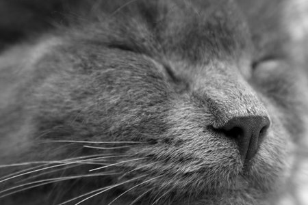 Gray kitten sleeping sweetly - close up muzzle, black and white photoの写真素材