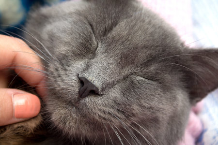 Gray kitten sleeping sweetly, and female hand with manicure scratches hisの写真素材