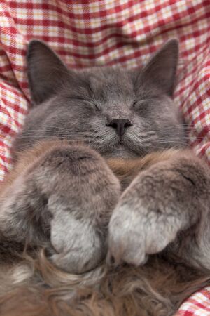 Gray kitten sleeping sweetly on his back, paws folded on the chest - on a red checkered backgroundの写真素材