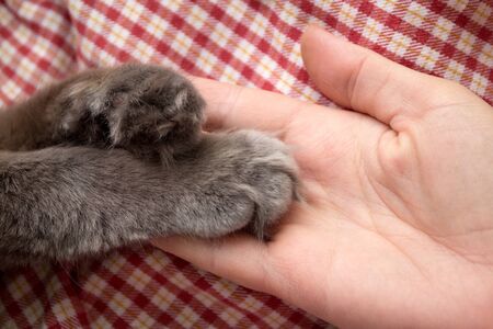 Fluffy gray kitten paws in the women's palm, hand - on a red checkered backgroundの写真素材