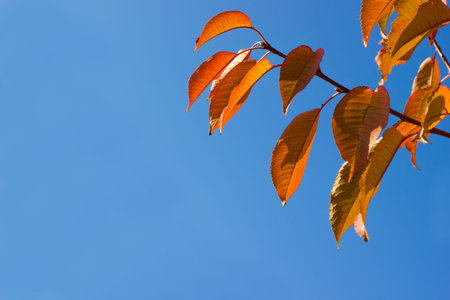 Branches with leaves on a background of blue sky, minimalism background