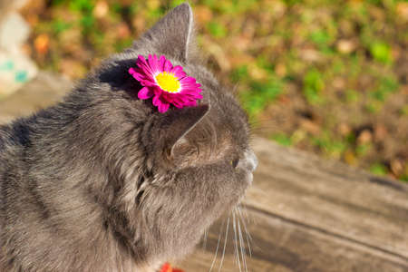 Beautiful gray british cat in nature, outdoors portrait on the background of fallen leaves with chrysanthemum flowerの写真素材
