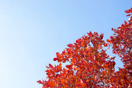 Branches with leaves on a background of blue sky, minimalism backgroundの写真素材