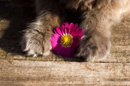 Paws of a beautiful gray british cat in nature, portrait on the background of fallen leaves with chrysanthemum flowerの写真素材