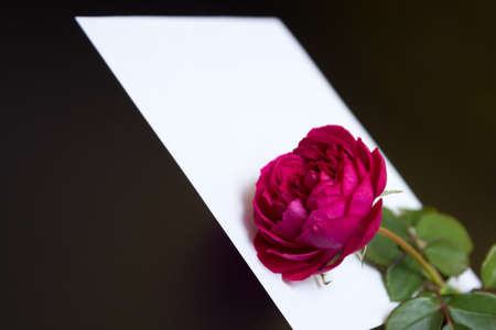 Beautiful red rose and a blank white sheet of paper on a black background - a letter, postcardの写真素材
