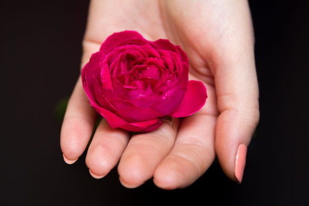 Beautiful red rose in a female hand on a black background
