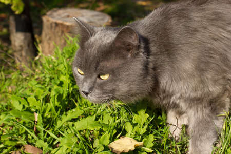 Beautiful gray british cat in nature, portrait outdoors on the background of fallen leavesの写真素材