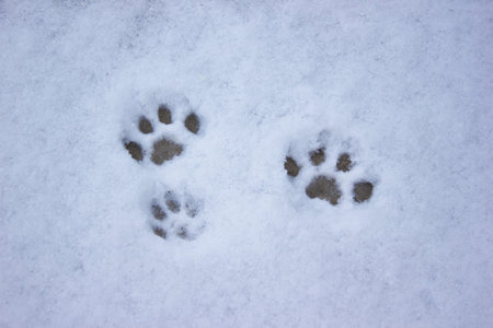 Cat tracks in the snow, hunting winter, pet kitten