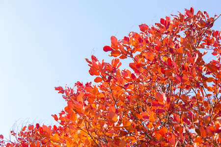 Branches with leaves on a background of blue sky, minimalism backgroundの写真素材